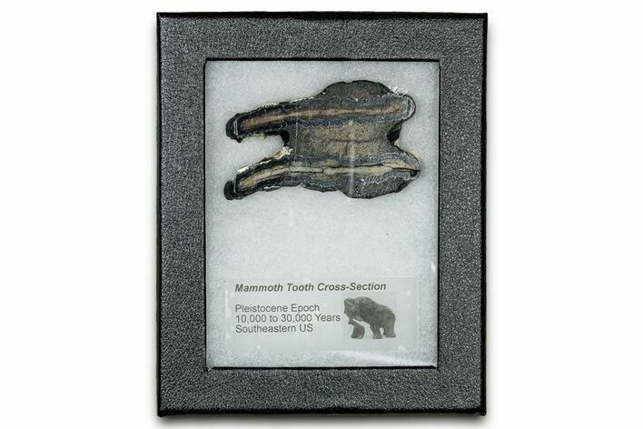 Mammoth Molar Slice With Case - South Carolina #335118